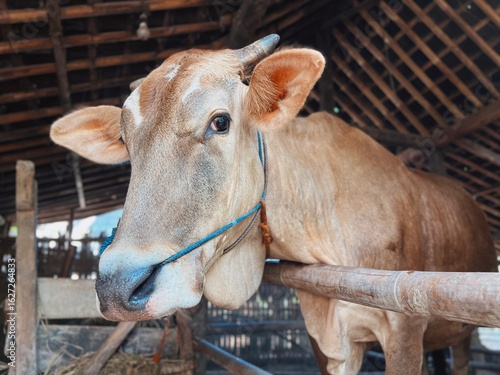Close-up of a brown cow in a traditional barn