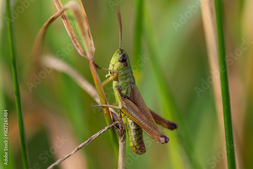 Fotografie Close-up macro shot of a green grasshopper perched on a dry grass blade with a soft natural background, perfect for entomology, insect studies, and nature stock photography themes