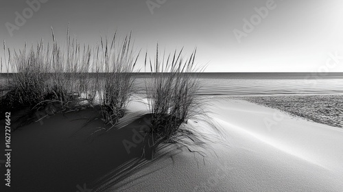 Monochrome beach scene with dune grass.