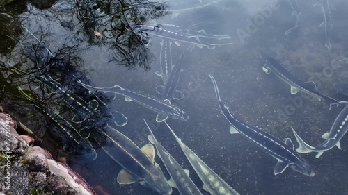 sturgeon swimming directly below surface, with reflection on water