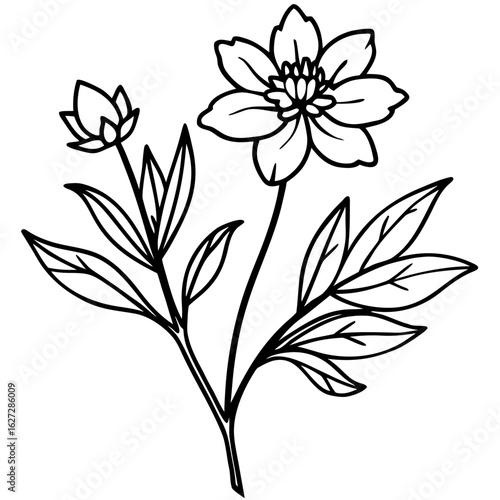 Elegant line art illustration of a blooming flower and a closed bud with delicate leaves on a white background