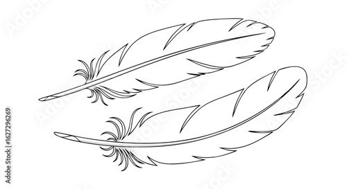Elegant Feather Duo: A Delicate Linear Depiction of Avian Plumes for Design and Decoration