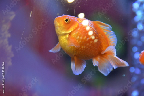 金魚