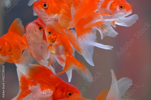 金魚