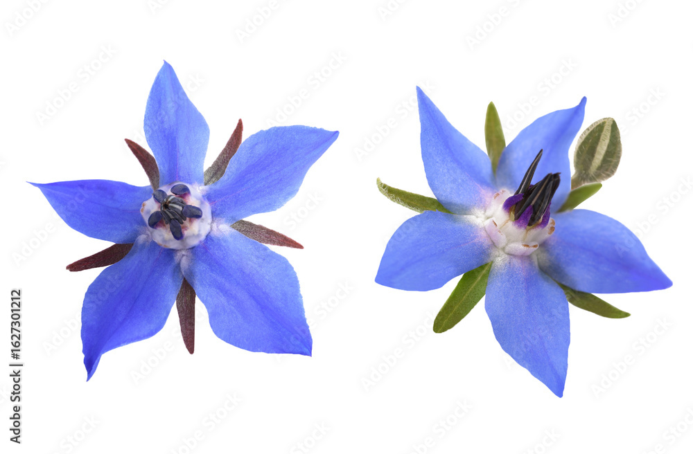 Fototapeta premium borage flowers isolated on transparent background.