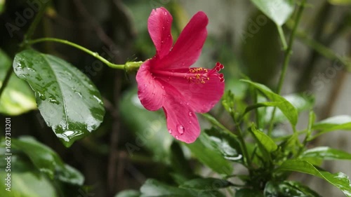 Pink hibiscus flower in the rain