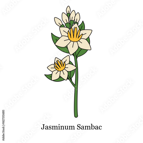 hand drawn illustration of Jasmina Sambac commonly known as Arabian jasmine beautiful white flower with yellow center and green leaves