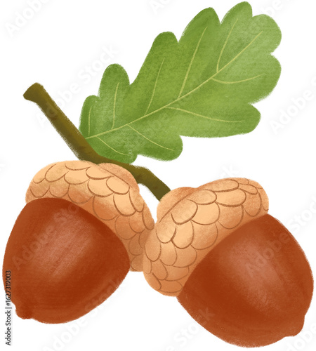 acorn