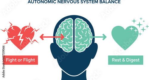 Brain and heart illustration showing the balance of the autonomic nervous system fight or flight response