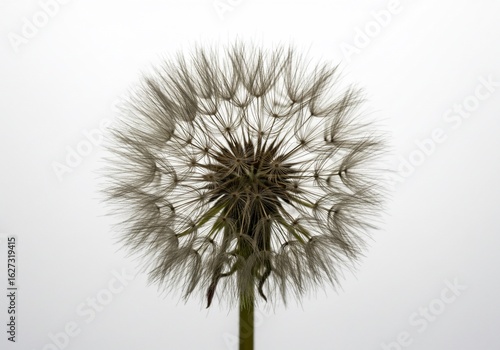 Wallpaper Mural Delicate Dandelion Seed Head Against White Background Torontodigital.ca