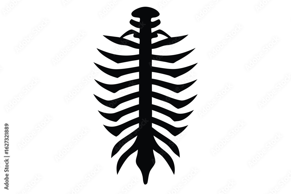 Silhouette of Vertebral Column and Rib Cage Illustration on White Background Silhouette of Vertebral Column and Rib Cage Illustration on White Background