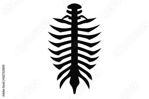 Silhouette of Vertebral Column and Rib Cage Illustration on White Background