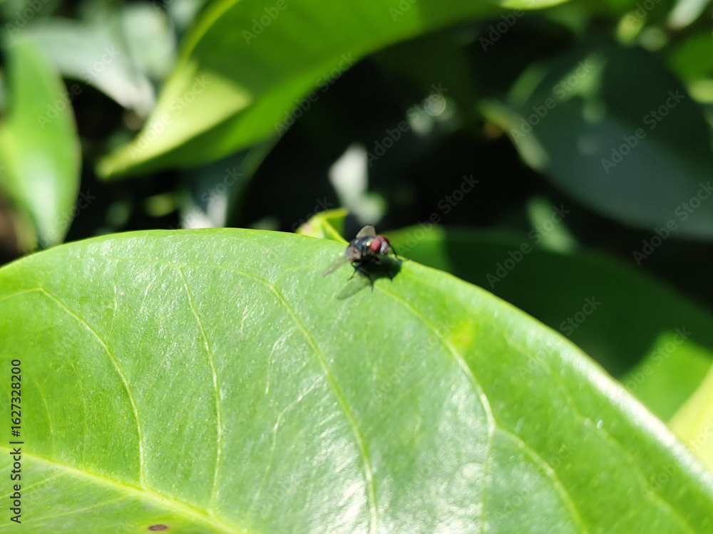 Flies, flying insects with red eyes and thin wings, land on green leaves. This type is often seen flying in kitchens and trash cans, with blurred natural backgrounds. Flies, flying insects with red eyes and thin wings, land on green leaves. This type is often seen flying in kitchens and trash cans, with blurred natural backgrounds.