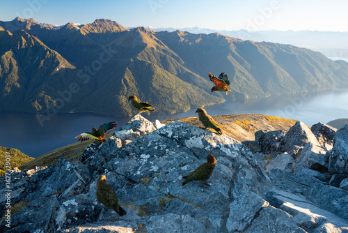 Kea the mountain parrot, Kepler Track, New Zealand