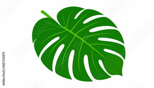 Vibrant green Monstera deliciosa leaf illustration with characteristic fenestrations and veins.