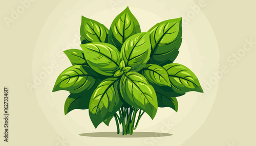 Lush bunch of fresh basil with prominent veins, vector style illustration.