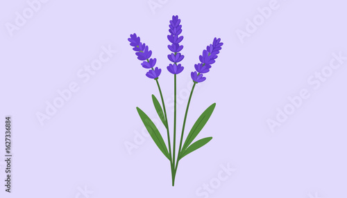 Stylized lavender bouquet illustration with three purple flower spikes and green leaves.