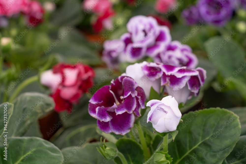 Blossoming deep blue purple colored african violet flower blur backgroound. Blossoming deep blue purple colored african violet flower blur backgroound.