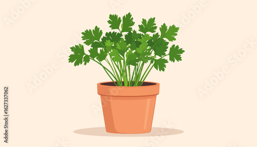 A vibrant green parsley plant with lush leaves growing in a classic orange terracotta pot.