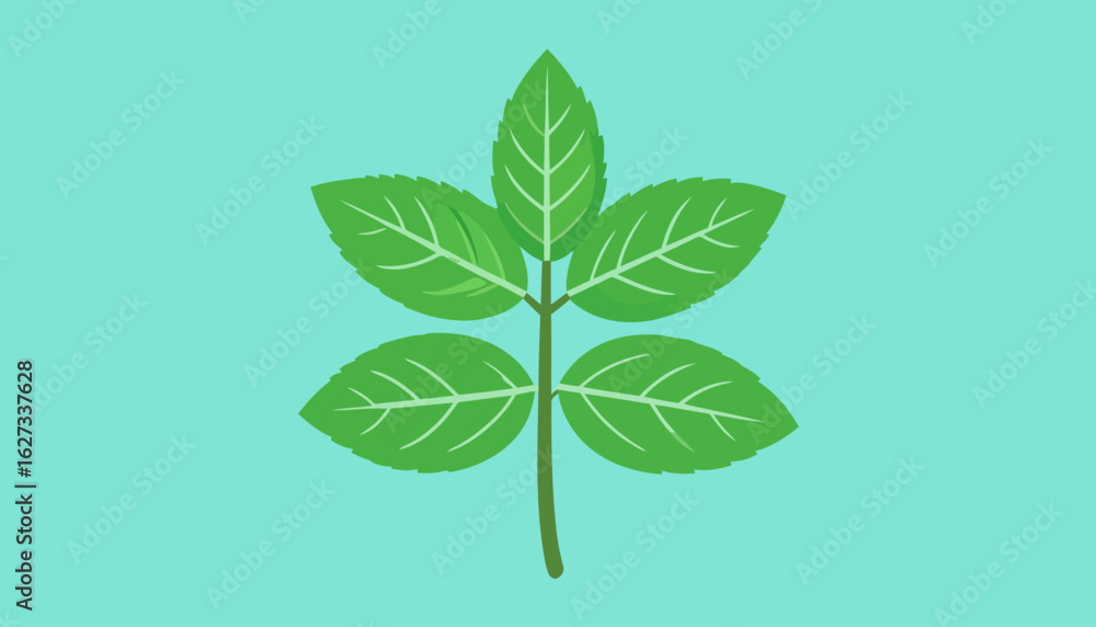 Obraz premium Stylized green mint sprig illustration with five serrated leaves and prominent light green veins.