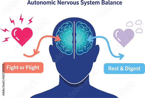 Human brain and heart illustrating autonomic nervous system balance fight or flight rest digest