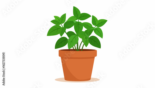 Fresh green basil herb plant with detailed leaves growing in a classic terracotta pot.