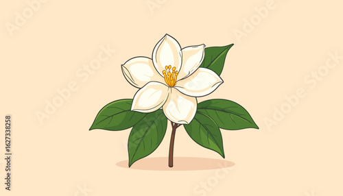 Vintage-style illustration of a blooming white magnolia flower with a yellow center and vibrant green leaves on a stem.