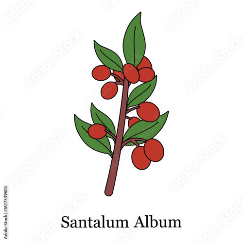 simple hand drawn illustration of Santalum Album featuring a stem with red round fruits and green leaves aroma therapy fragrance