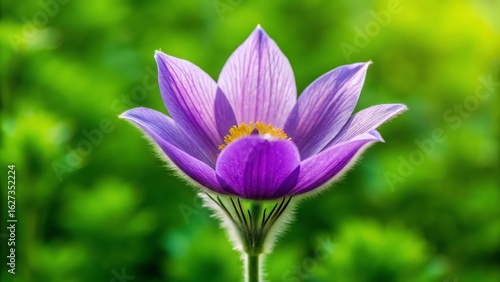 Close up shot of a purple flower with a yellow center against a blurred green background outdoors