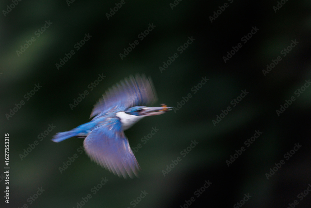 Obraz premium Collared Kingfisher, Todiramphus chloris, in flight after catching worm prey in forest park, mid-sized kingfisher with variable plumage pattern, slow shutter speed for wing movement, panning technique