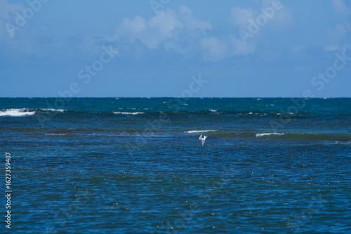 Diving Royal Tern