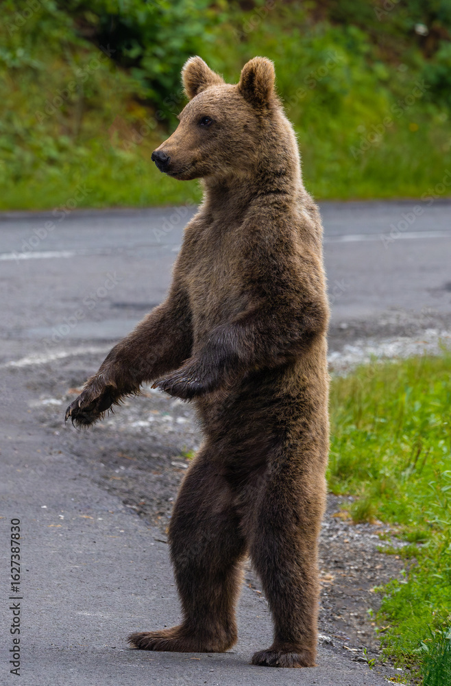 Obraz premium Close-up of a juvenile brown bear standing up on two legs on the road