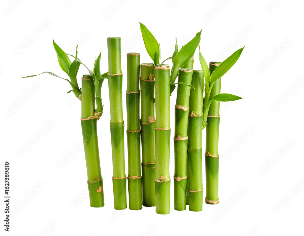 Fototapeta premium Fresh Bamboo Shoots Isolated on White Background
