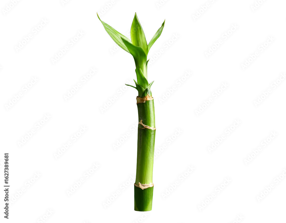 Fototapeta premium Fresh Bamboo Shoot on Green Background