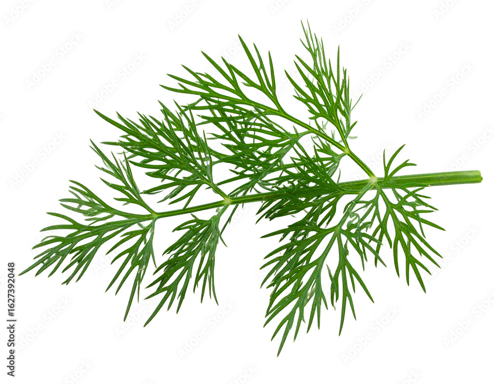 Fototapeta premium Fresh Dill Herb on White Background