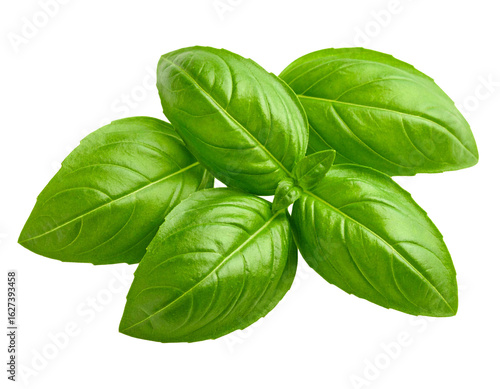 Fresh Holy Basil Leaves Isolated on White Background