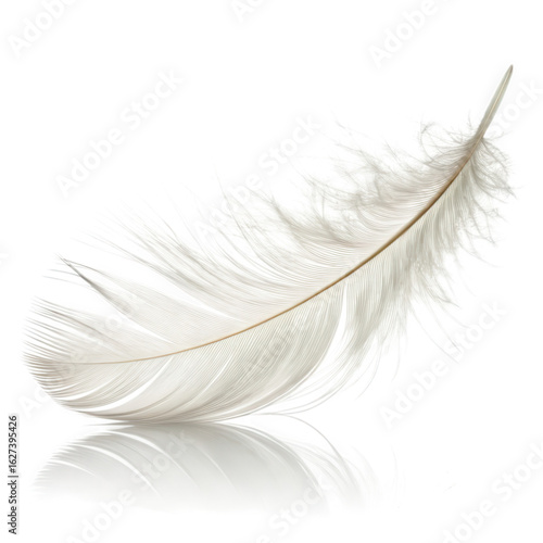 Delicate white feather with soft fluffy barbs and a thin stem isolated on transparent background