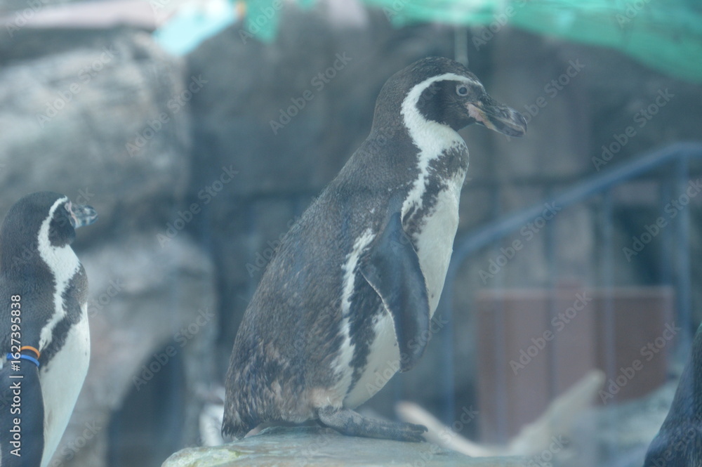 Fototapeta premium ペンギン