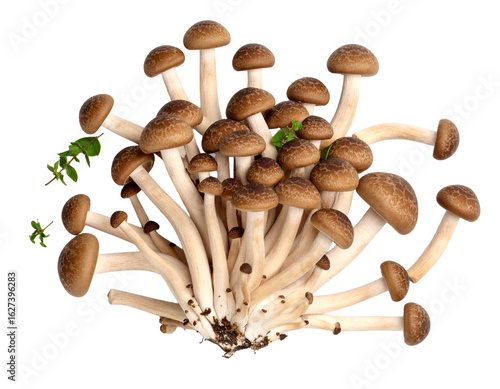 Fresh Shiitake Mushrooms Isolated on White Background