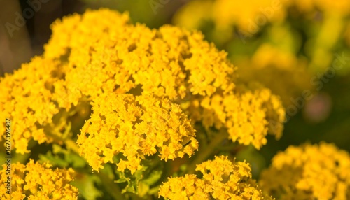 Close-up of bright yellow flowers