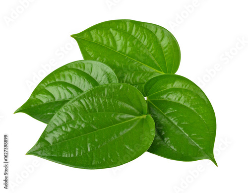 Fresh Betel Leaves Isolated on White Background