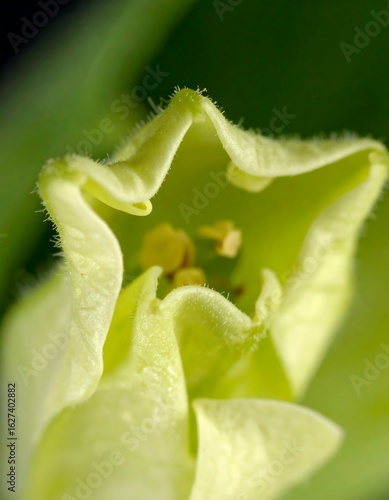 Close-up of a pale yellow flower's interior, revealing pollen and intricate petal structure