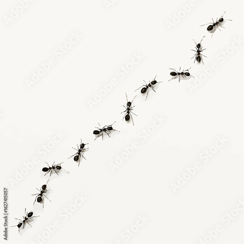 black ants on white background