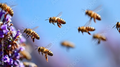 Buzzing bees flit near lavender