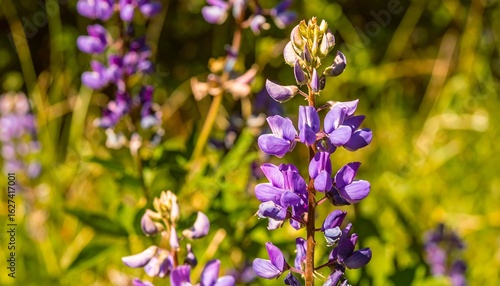 Close-up of vibrant purple wildflowers
