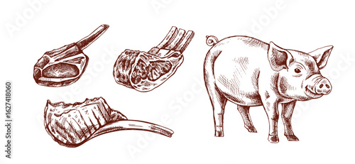 Hand drawn vintage sketch of pork chops and pig in engraving style, isolated vector illustration in brown color