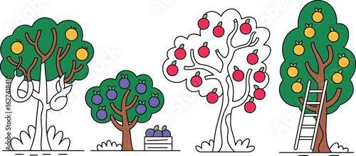 Illustration of fruit trees apple orange plum harvest season