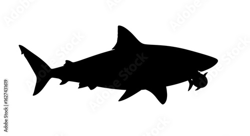 side profile silhouette of a great white shark hunting, isolated on transparent background – vector illustration for design projects