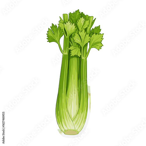 Detailed illustration of a vibrant green celery stalk with fresh leaves, showcasing its natural texture and healthy appeal on a white backdrop