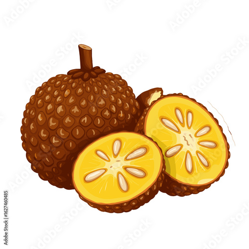 Whole and Halved Baccaurea Fruits Displaying Yellowish White Arils and Brown Skin Illustration with Detailed Texture